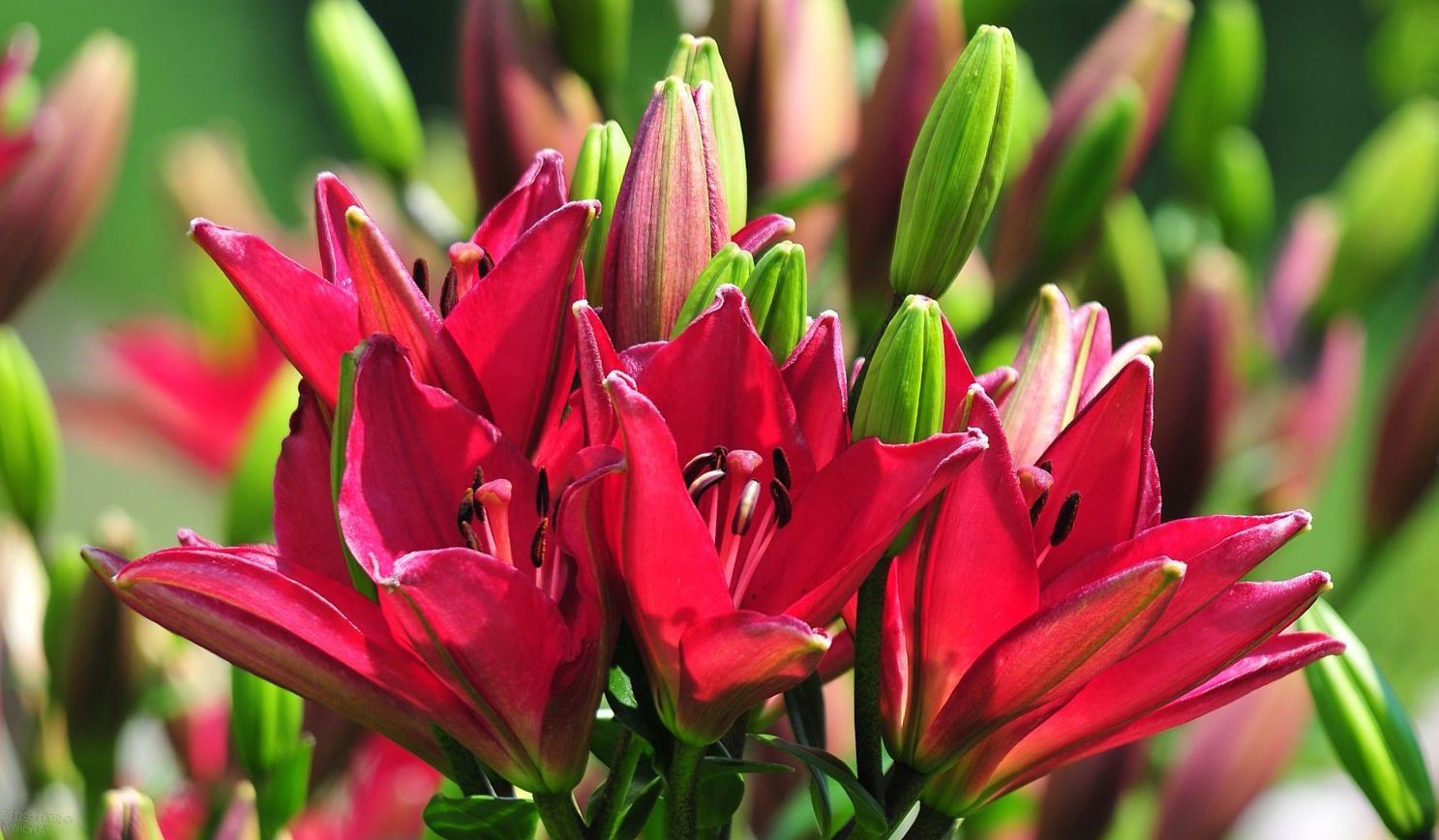Як правильно доглядати за ліліями після цвітіння: важливі поради та рекомендації