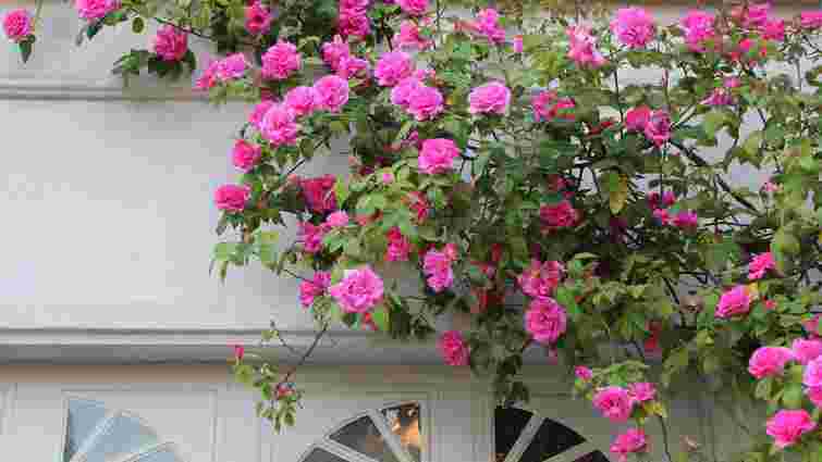Неповторний кущ: як садити та доглядати плетисті троянди