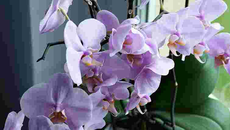 Аби цвіли увесь рік: як правильно доглядати кімнатні орхідеї