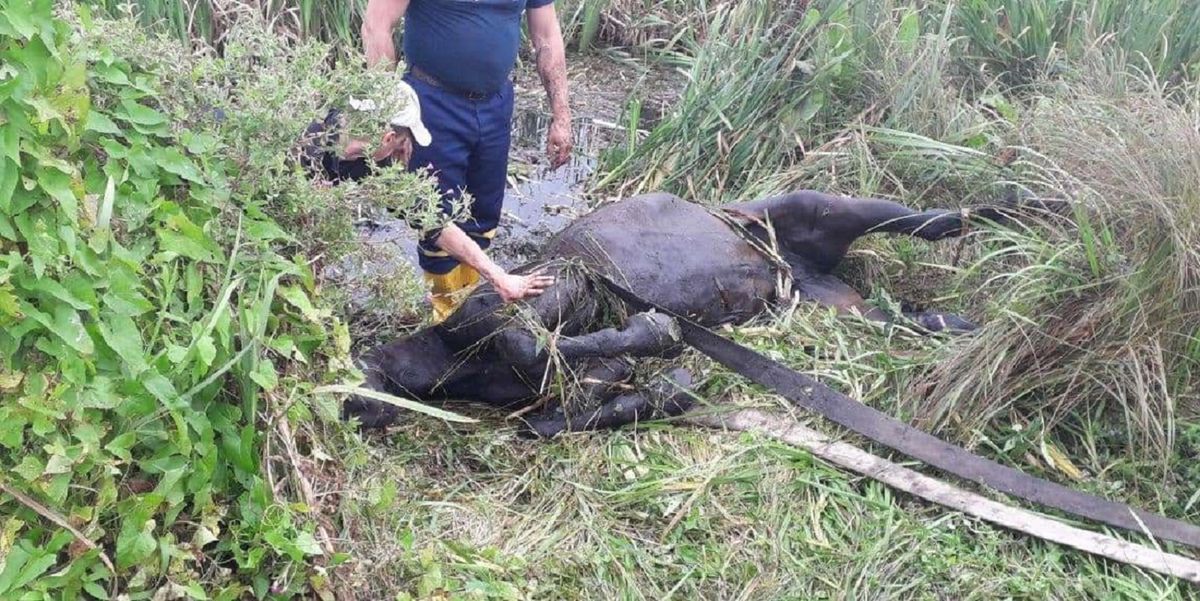 У селі на Волині з каналу витягли коня, який просидів там три дні