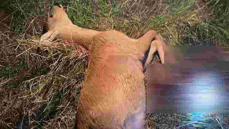 За вбивство двох косуль на Волині затримали браконьєрів