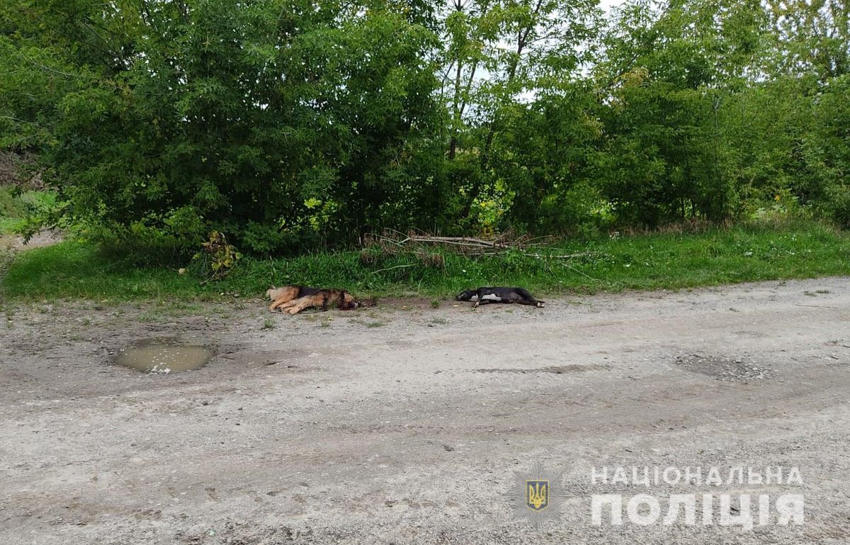 У селі неподалік Луцька 66-річний чоловік застрелив двох сусідських собак