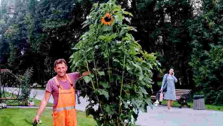 З центрального парку Луцька невідомі вкрали триметровий соняшник