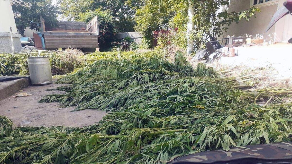 У 33-річного буковинця виявили 2,5 тисячі кущів конопель та два пістолети