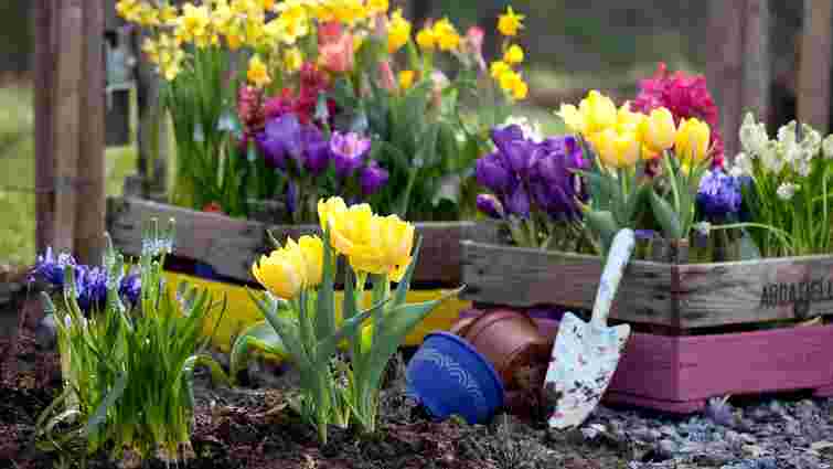 Гіацинти, тюльпани, крокуси: правила посадки цибулинних квітів восени