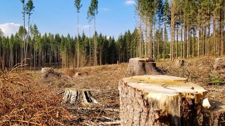 В Україні запустили чат-бота для боротьби з вирубкою лісів і браконьєрством
