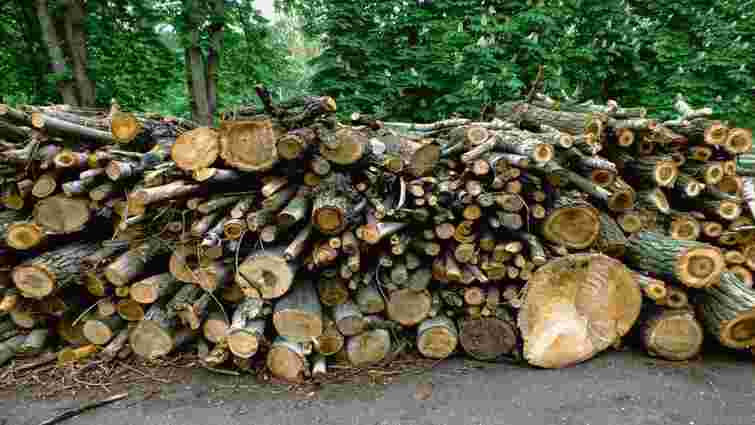 Чернівецький лісгосп сплатить понад 3 млн грн за незаконну вирубку дерев