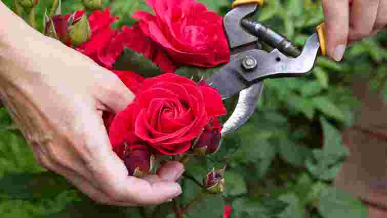 Від лютого до листопада: головні правила і секрети обрізки троянд