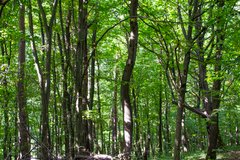 «Для нас тиша – це запорука щастя»