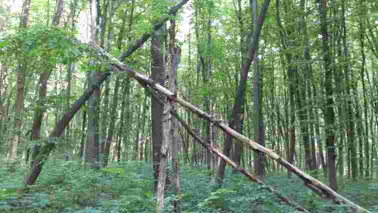 Під час рубки дерев у лісі на Тернопільщині загинув 19-річний хлопець