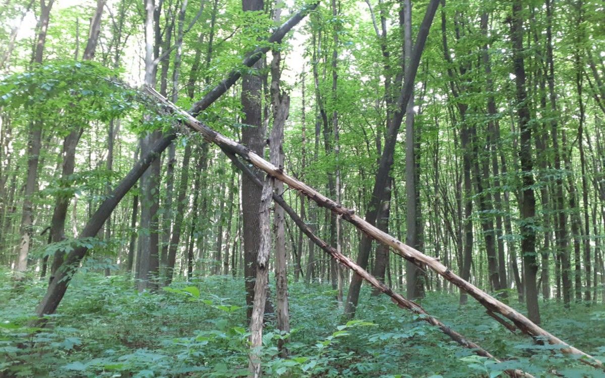 Під час рубки дерев у лісі на Тернопільщині загинув 19-річний хлопець