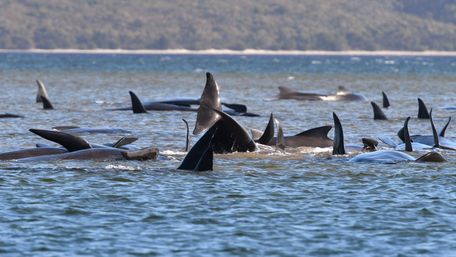 На Фарерських островах мисливці вбили рекордну кількість дельфінів