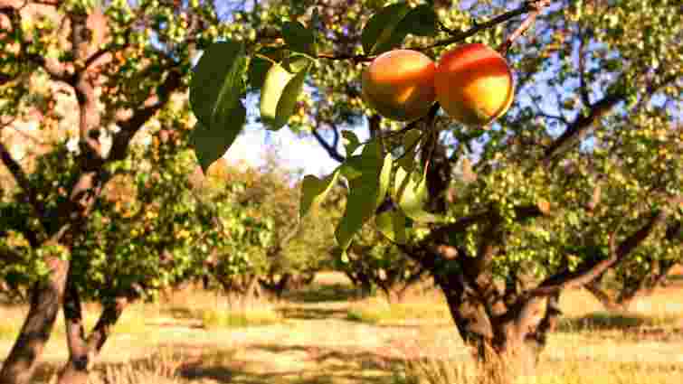 Буковинцю присудили 10 діб громадських робіт за зірвані абрикоси з чужого саду