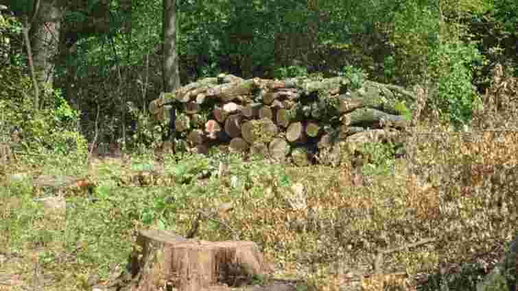 На Тернопільщині чоловіка посадили на три роки за рубку двох дерев