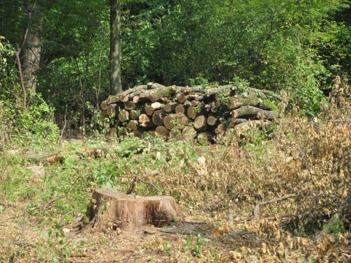 На Тернопільщині чоловіка посадили на три роки за рубку двох дерев