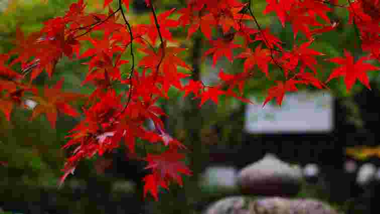 Багряний сад: топ-14 дерев та чагарників із червоним листям