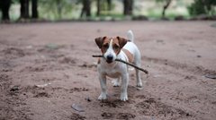 Ніколи не робіть цього з домашніми тваринами