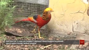 Біля Львова працює центр реабілітації травмованих птахів
