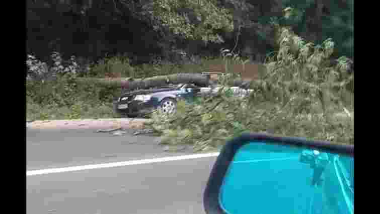 На Тернопільщині дерево впало на авто грибників