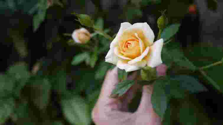 Як розмножити троянди з гілок: покрокова інструкція