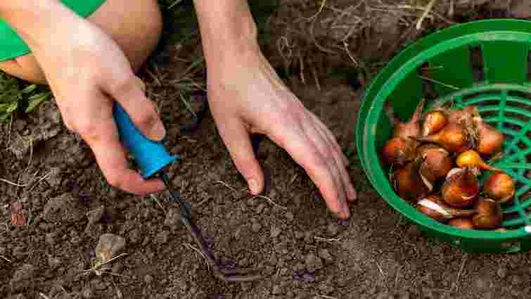 Коли і як садити цибулю на зиму: практичні поради