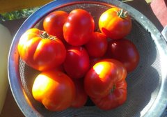 Диваки у селі