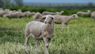 З ферми на Золочівщині зникло стадо молодих овець 