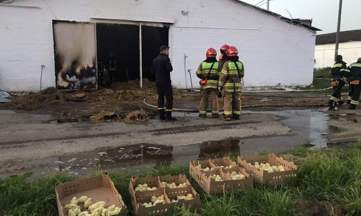 Під час пожежі на птахофабриці у Пустомитах згоріли 30 тис. курчат