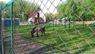 У загиблого у тернопільському зоокутку поні виявили сибірку
