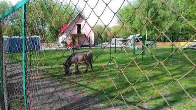 У загиблого у тернопільському зоокутку поні виявили сибірку