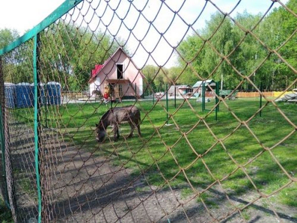 У загиблого у тернопільському зоокутку поні виявили сибірку