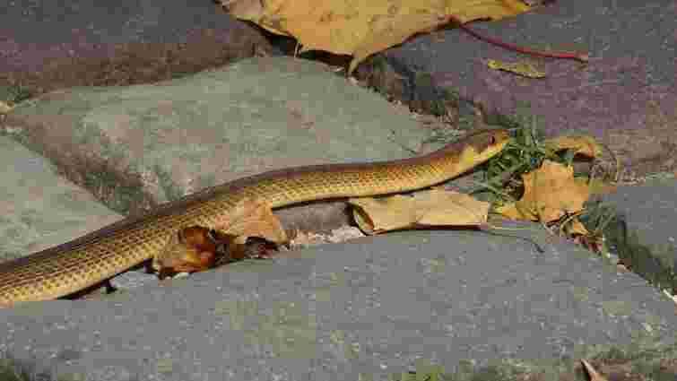 У львівському парку  «Високий замок» зафіксували рідкісну змію 
