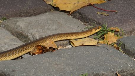 У львівському парку  «Високий замок» виявили рідкісну змію 
