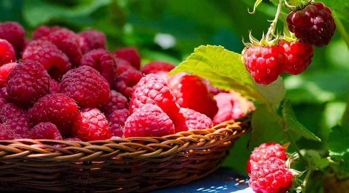 Догляд малини восени: що і коли потрібно робити