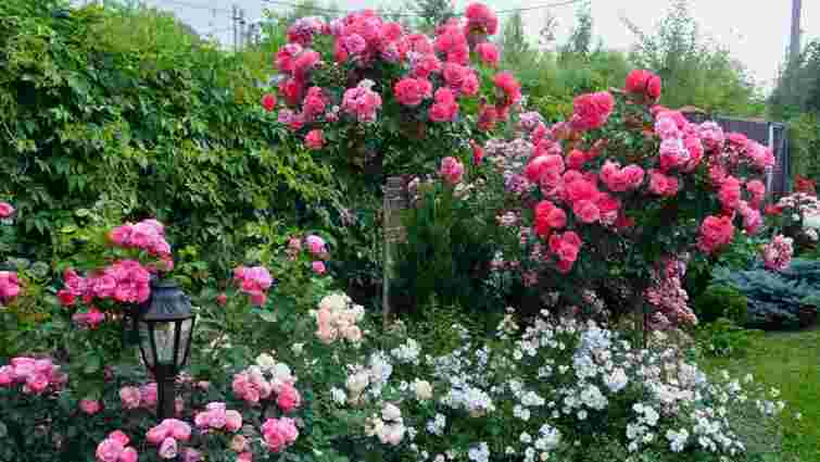 Штамбова троянда власноруч: як зробити та доглядати