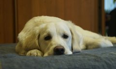 На скільки можна залишити собаку самого вдома?