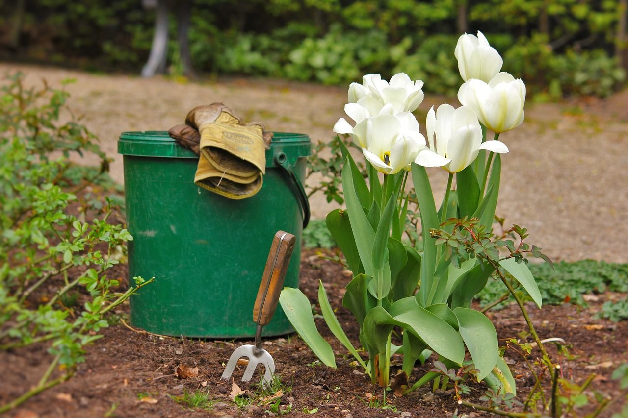 Коли та як садити тюльпани покрокова інструкція та поради щодо догляду