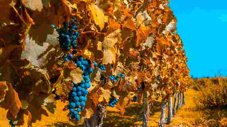 Як доглядати виноград восени: корисні поради