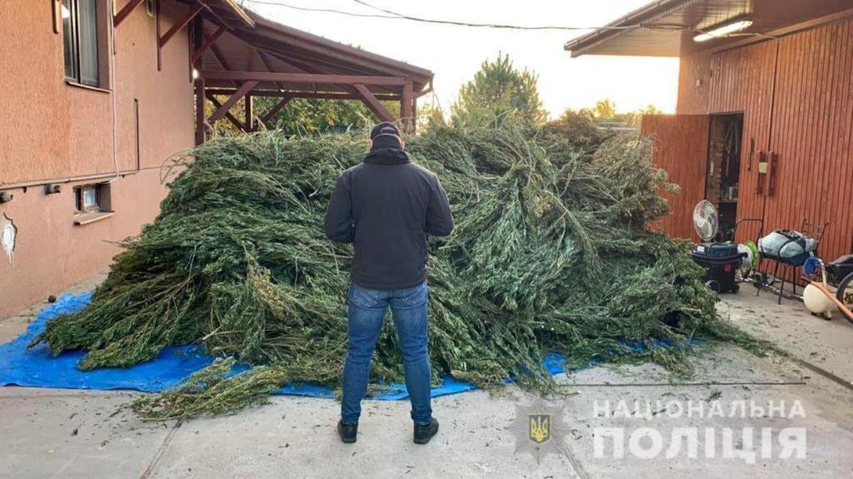 У дворі 44-річного селянина на Закарпатті  поліція знайшла 300 кг коноплі