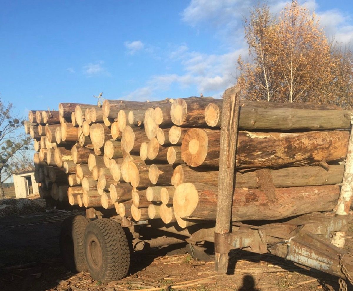 Із нелегальної пилорами на Волині вилучили деревини на 800 тис. грн