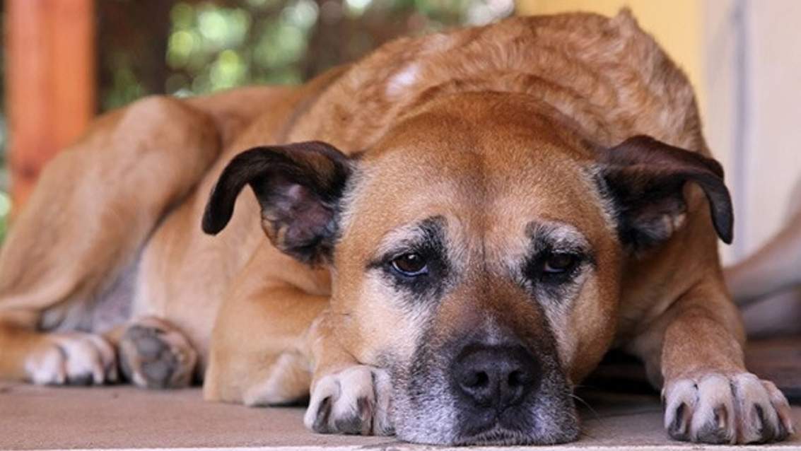 Як зрозуміти, що ваш пес помирає?