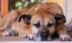 Як зрозуміти, що ваш пес помирає?