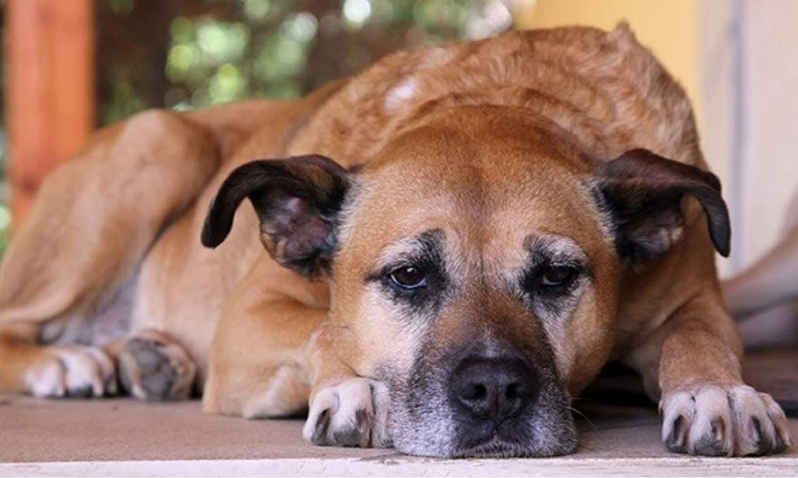 Як зрозуміти, що ваш пес помирає?