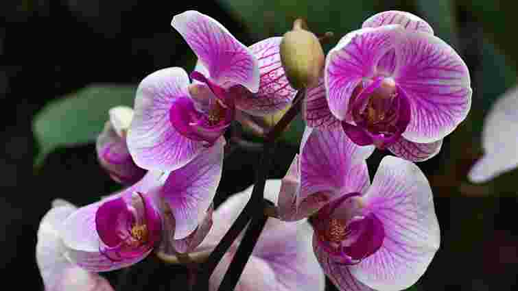 Як правильно пересадити орхідею: покрокова інструкція