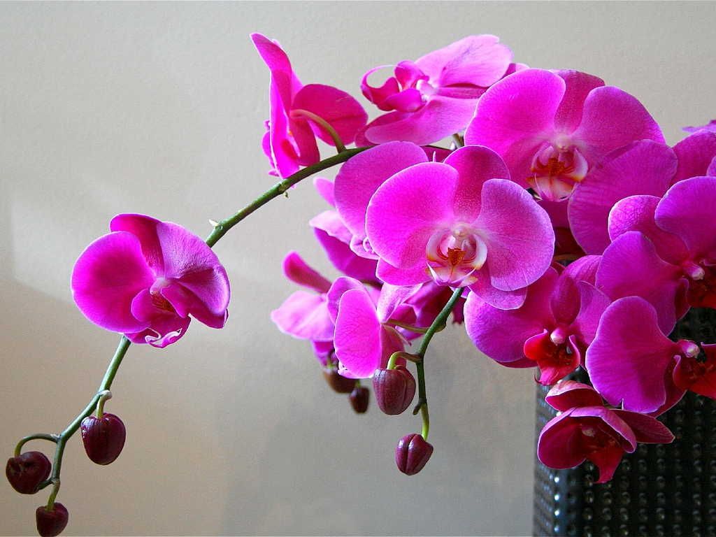 Правила пересадки орхідеї фаленопсис: як правильно доглядати за орхідеєю?