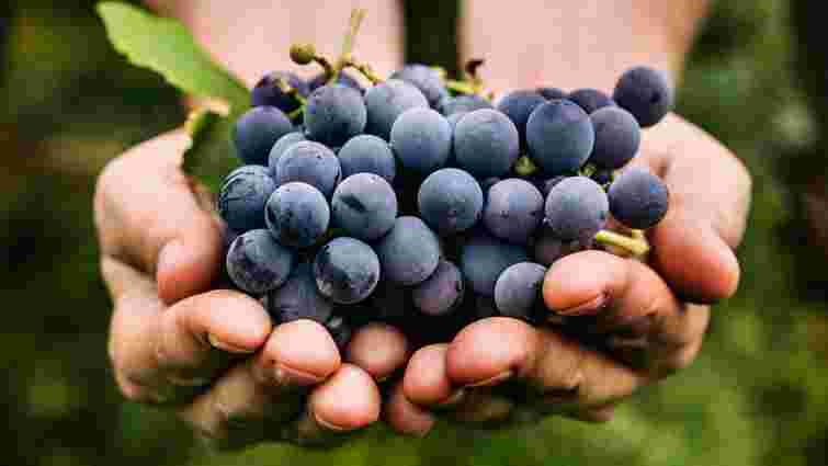 Як садити виноград восени: правила та поради