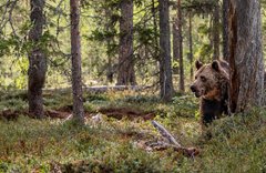 Врятувати рядового бурого
