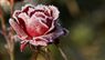 Обрізка, підживлення та укриття: як підготувати троянди до зими