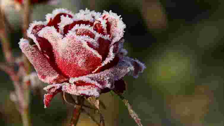 Обрізка, підживлення та укриття: як підготувати троянди до зими