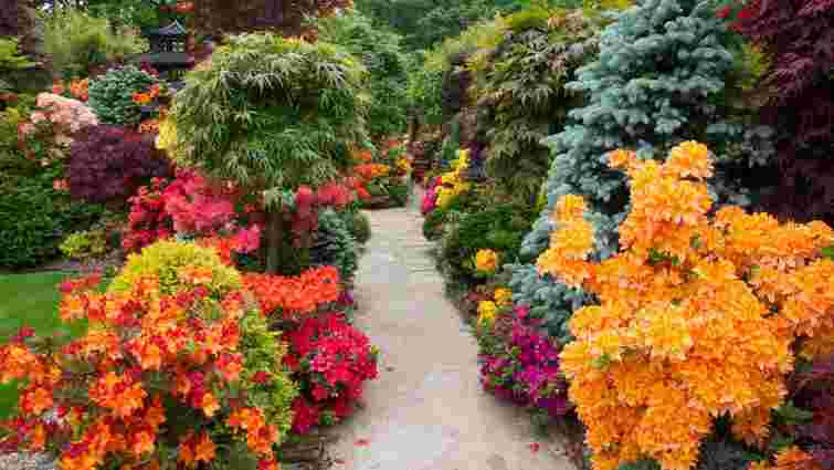 Топ-17 багаторічників, які прикрасять сад восени: перелік та опис